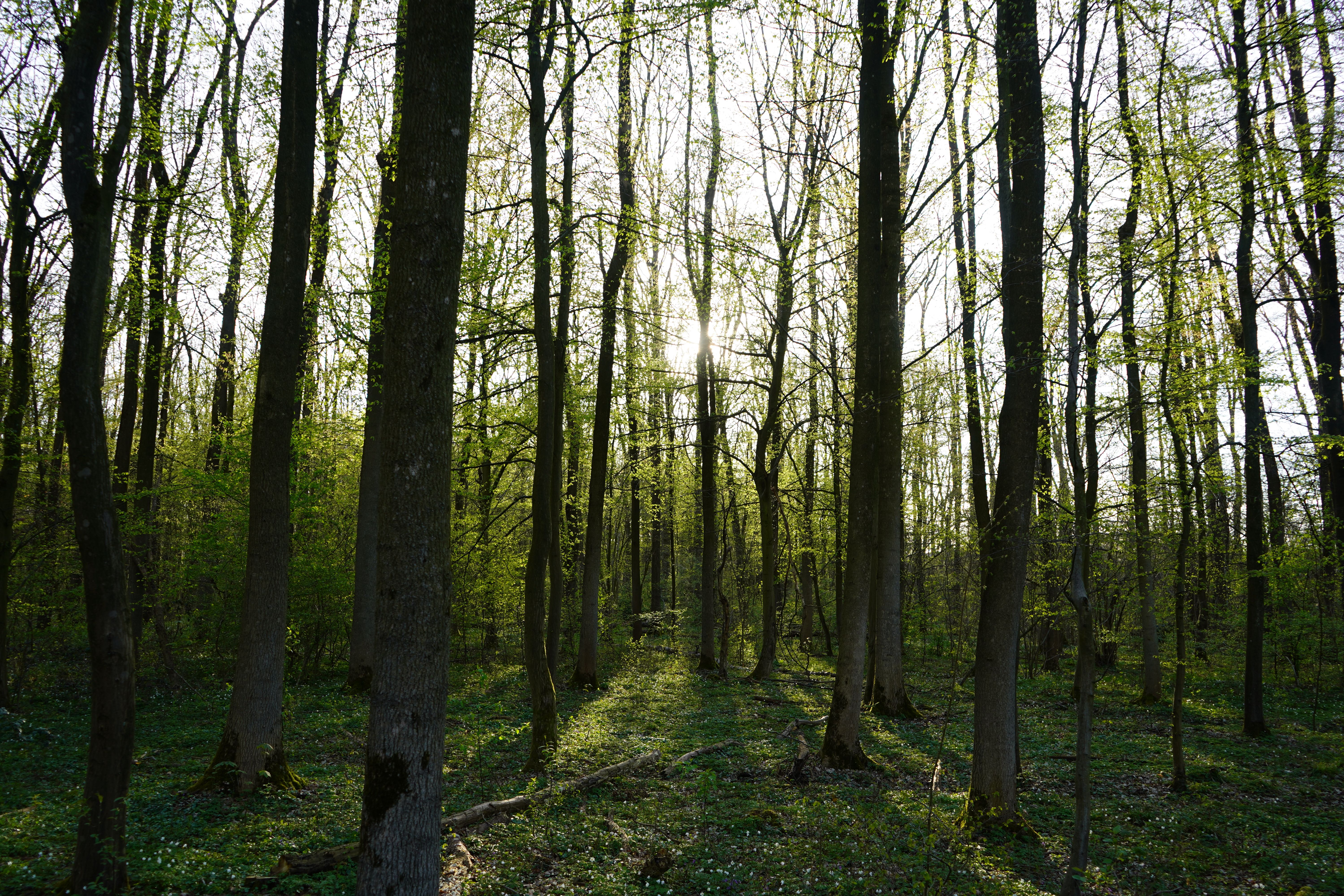 earth day nature