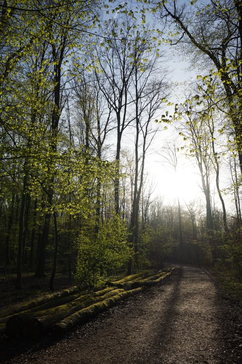 Free Tranquil forest scene with sun rays filtering through trees, depicting a peaceful spring morning. Stock Photo