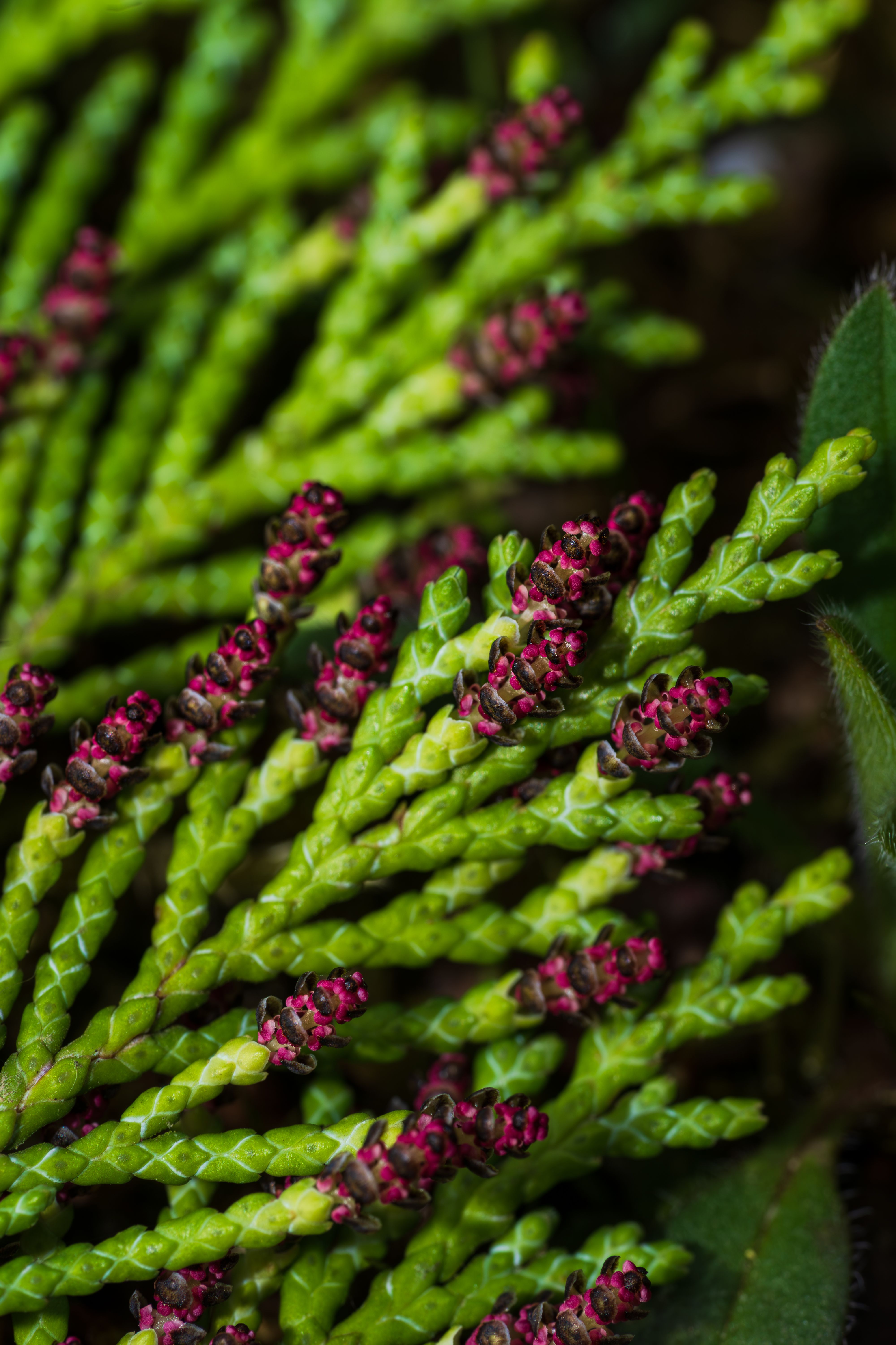 Close crop of a green conifer branch, photo by Bejan Adrian on Pexels