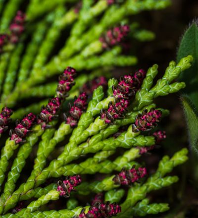 Close crop of a green conifer branch, photo by Bejan Adrian on Pexels
