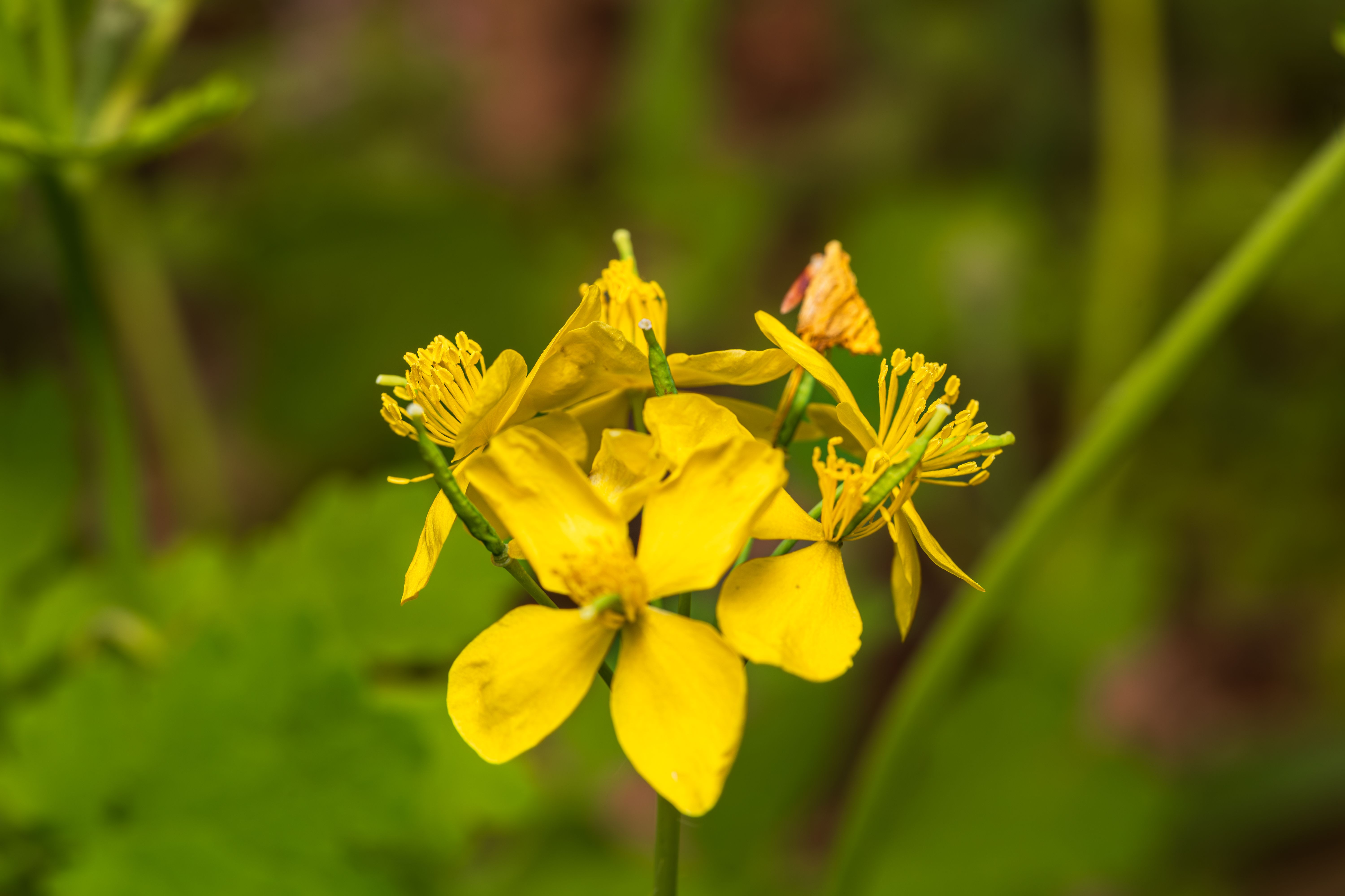 Celandine Herb Botanical Photo