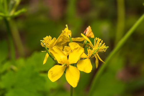 Free Detailed close-up of a bright yellow wildflower in full bloom, showcasing intricate petals and stamens. Stock Photo