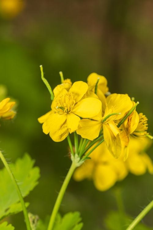 Free Close-up of vibrant yellow flowers in full bloom, showcasing natural beauty and freshness. Stock Photo