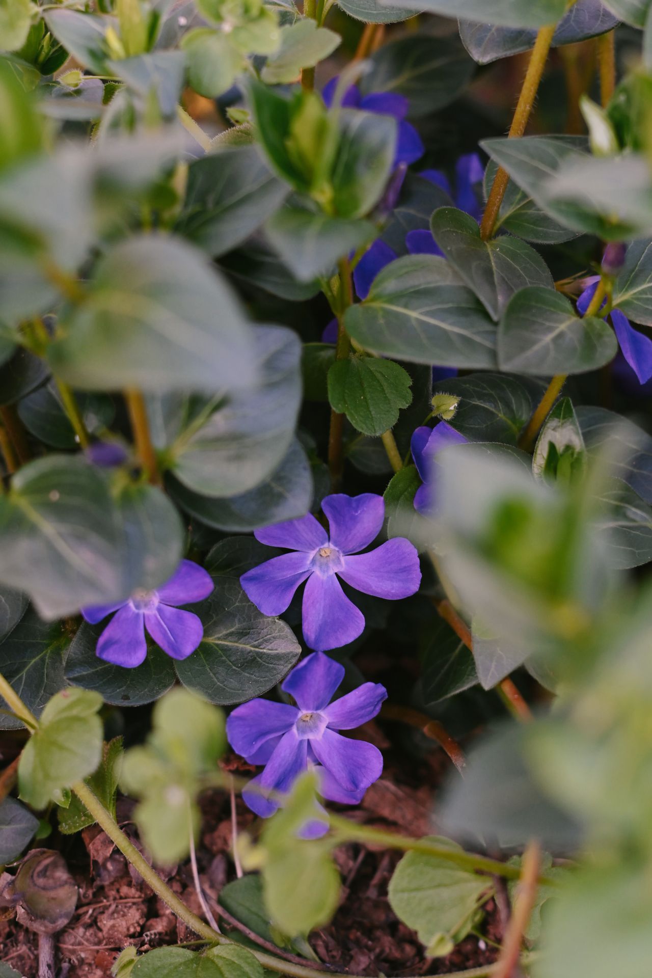 Purple periwinkle vinca ground cover flowers forming a dense green carpet