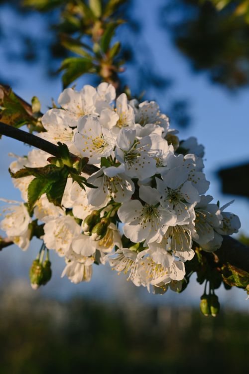 Free Close-up of white cherry blossoms on a branch, capturing the serene beauty of spring. Stock Photo