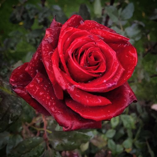 Free A detailed close-up of a vibrant red rose with dew droplets on its petals in a lush garden setting. Stock Photo