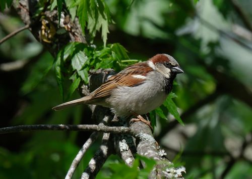 Free Close-up of a house sparrow on a branch amidst vibrant green leaves in Athens, Alabama, USA. Stock Photo