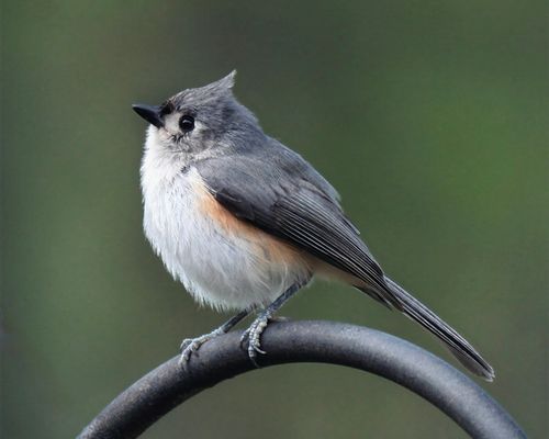Free Close-up of a Tufted Titmouse resting on a metal rail outdoors in natural light. Stock Photo