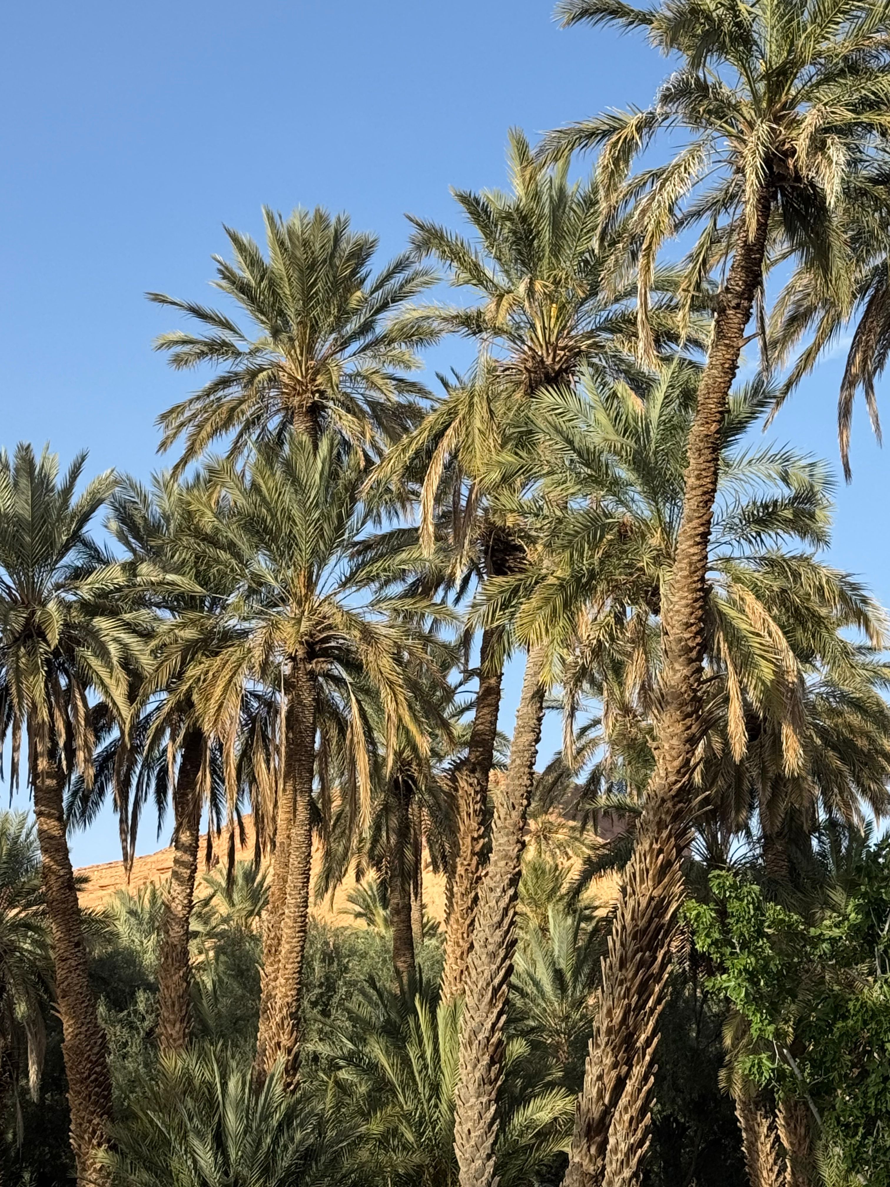 Visit to an oasis