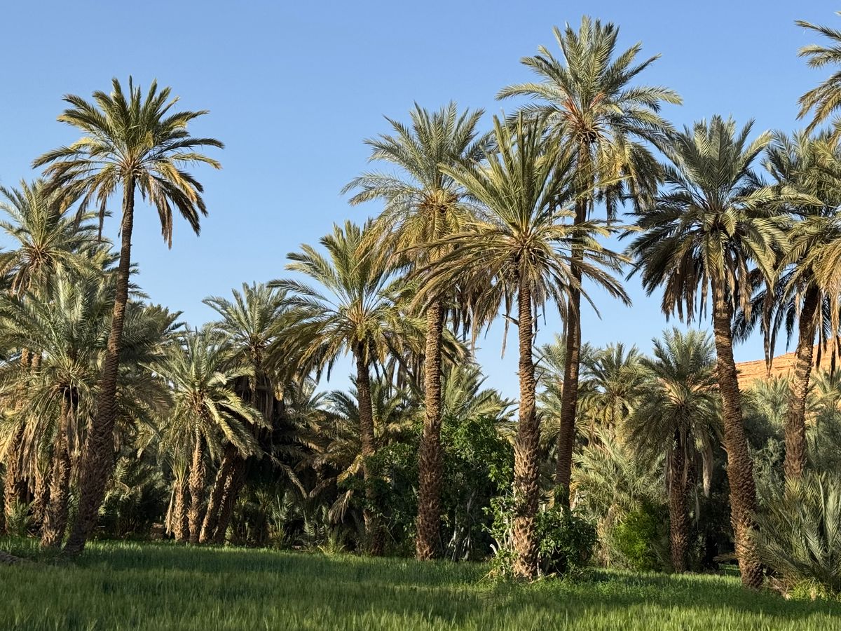 Unde te cazezi în Marrakech - Palmeraie - palmieri înalți în lumina zilei