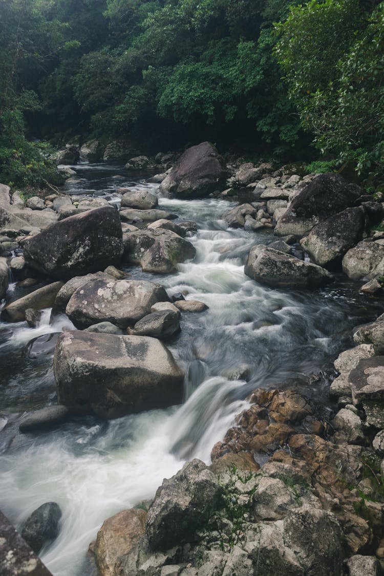 Mountain Rapid Brook Flowing Through Green Forest