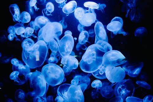 Free A stunning display of blue jellyfish illuminated in a dark aquarium setting, creating a serene underwater glow. Stock Photo