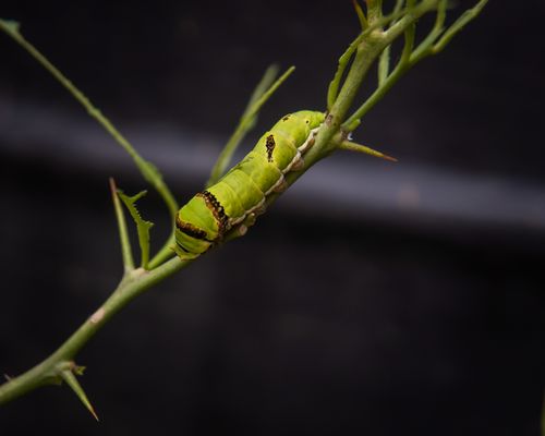 Free Vivid green caterpillar on a thorny branch, showcasing nature's details. Stock Photo