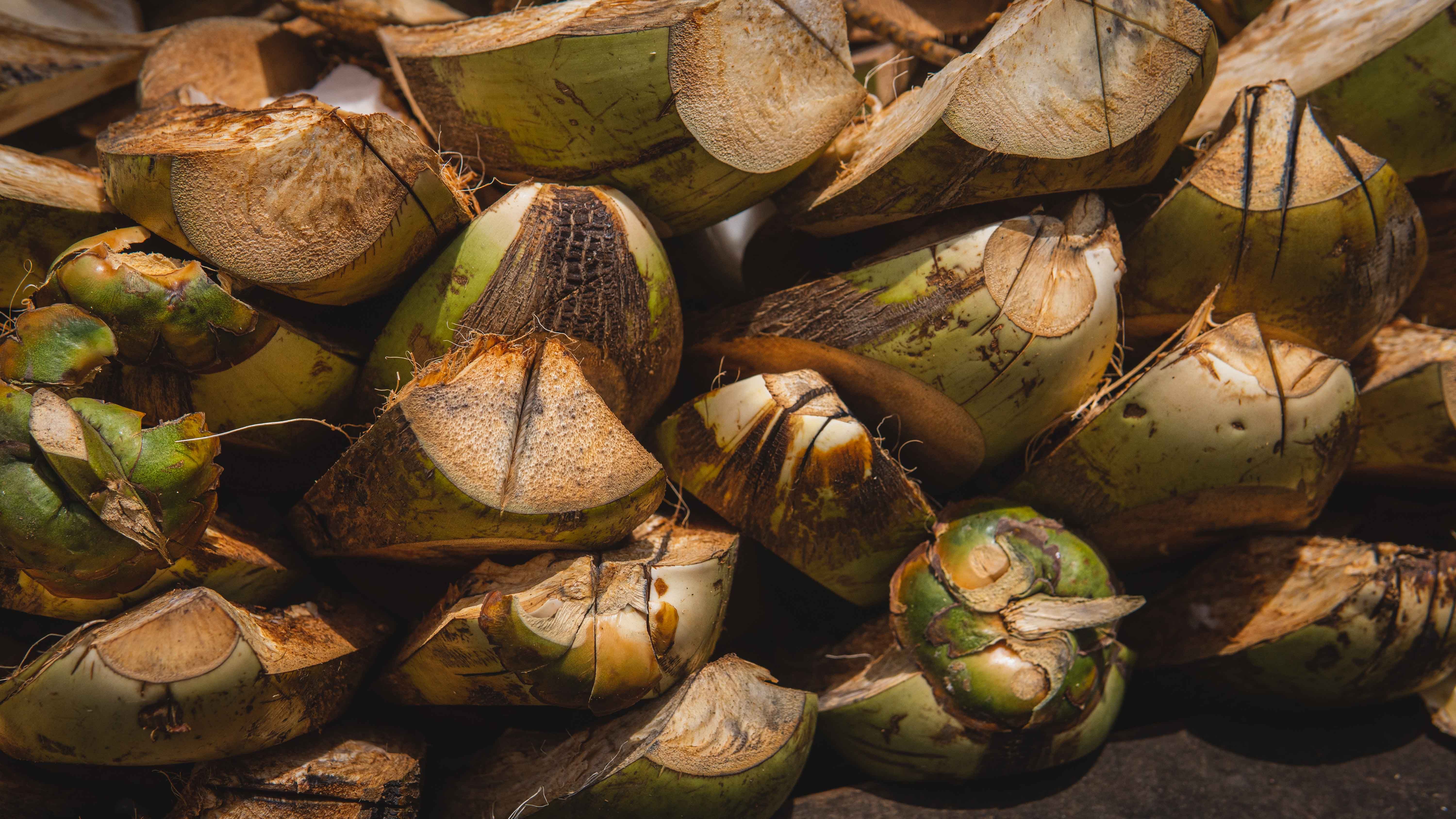Detailed close-up of freshly cut green coconuts