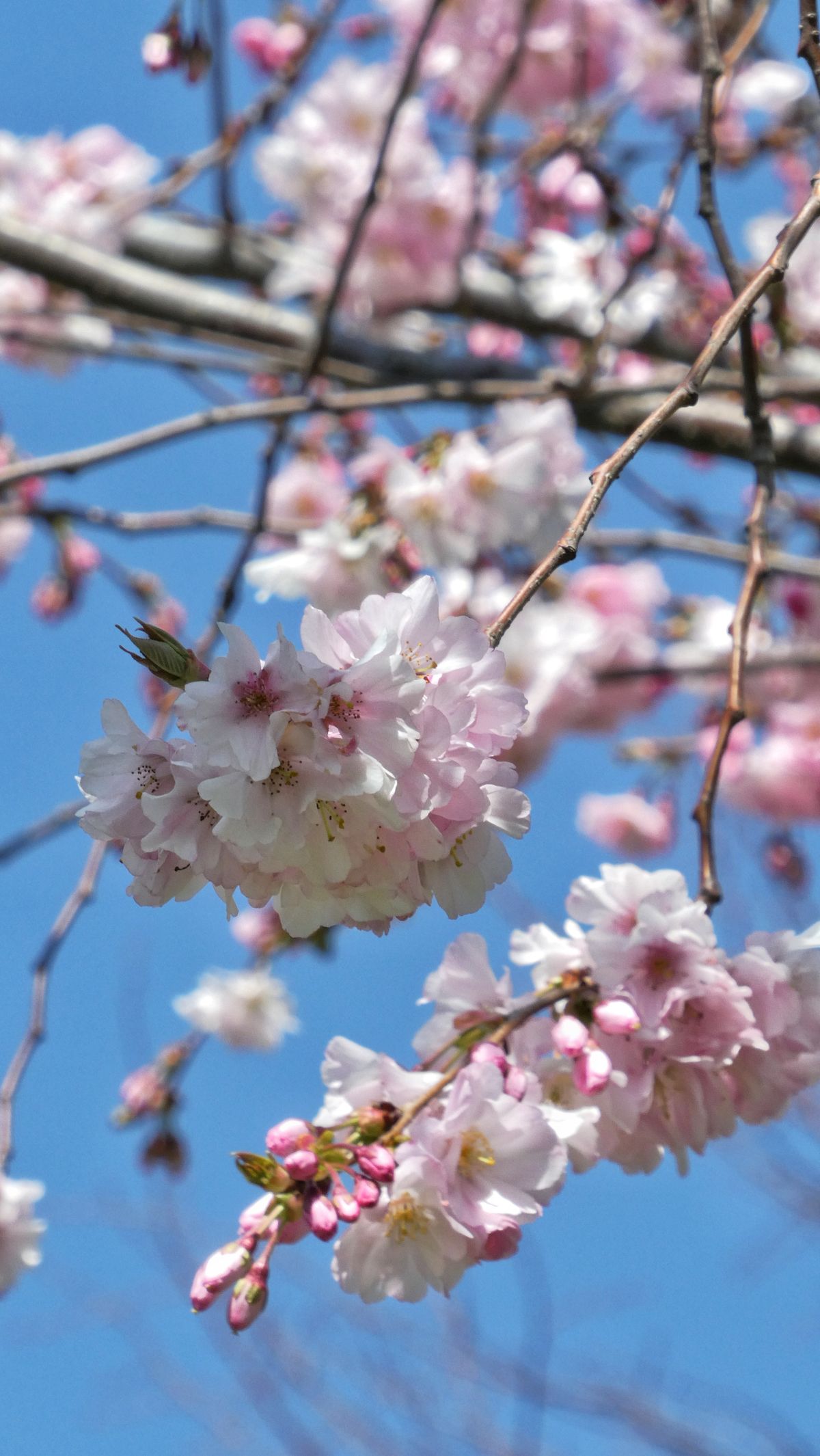 Pink cherry blossom petals floating on water forming a beautiful flower raft in a Japanese castle moat