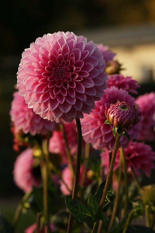 Free Blooming pink flowers growing in garden Stock Photo