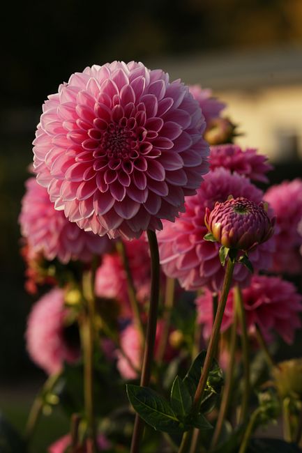 Lush pink dahlia flowers next to buds on green stems growing on flowerbed in garden