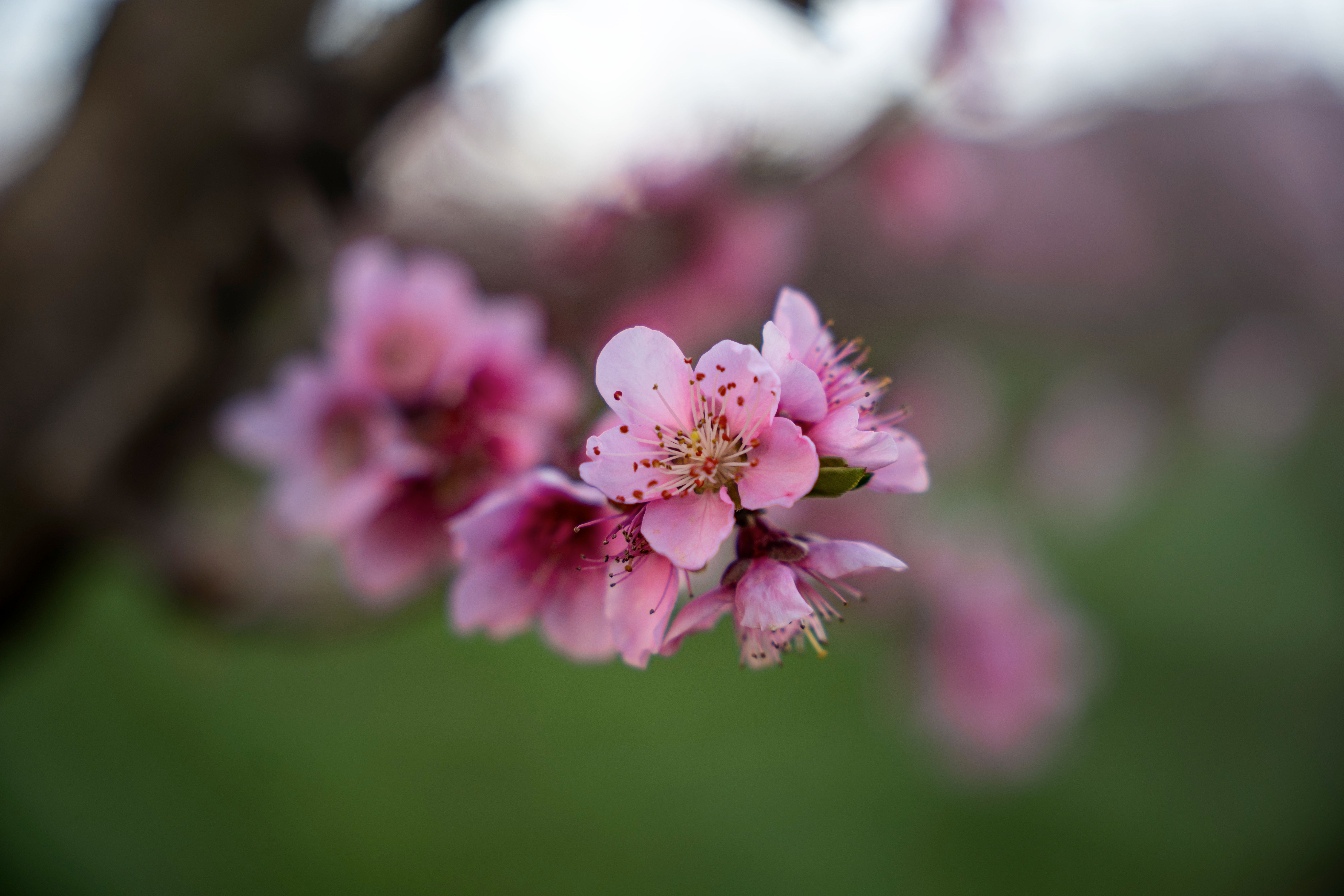 Close-Up of Blooming Pink Cherry Blossoms in Spring · Free Stock Photo