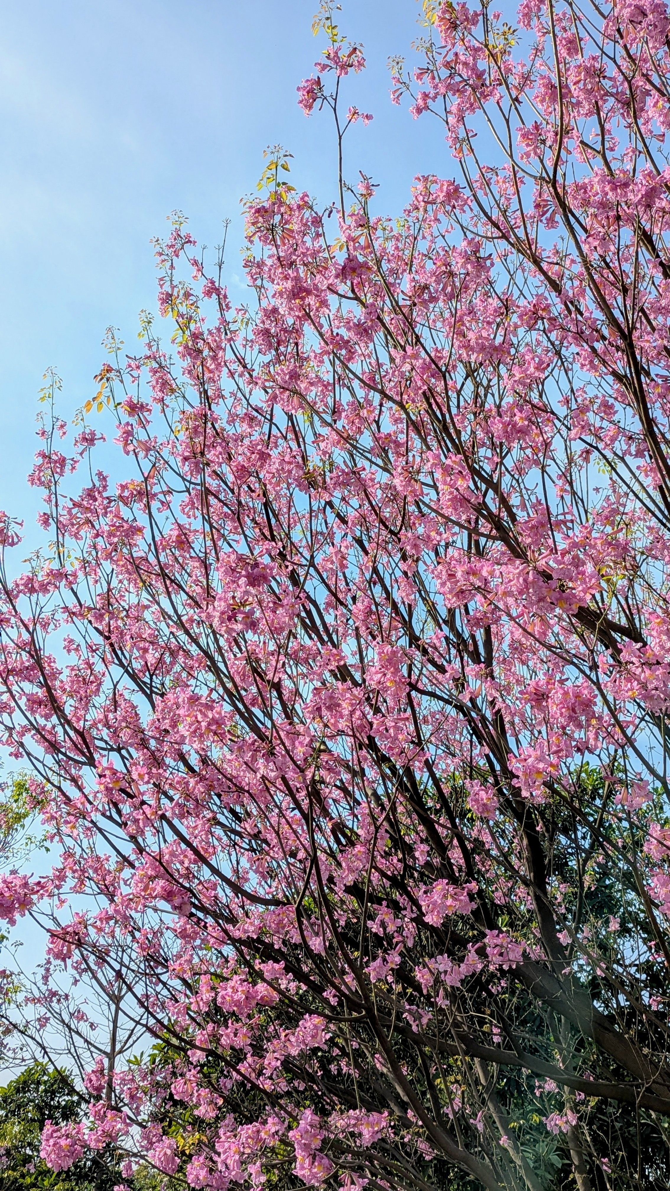 Ipê-Roxo