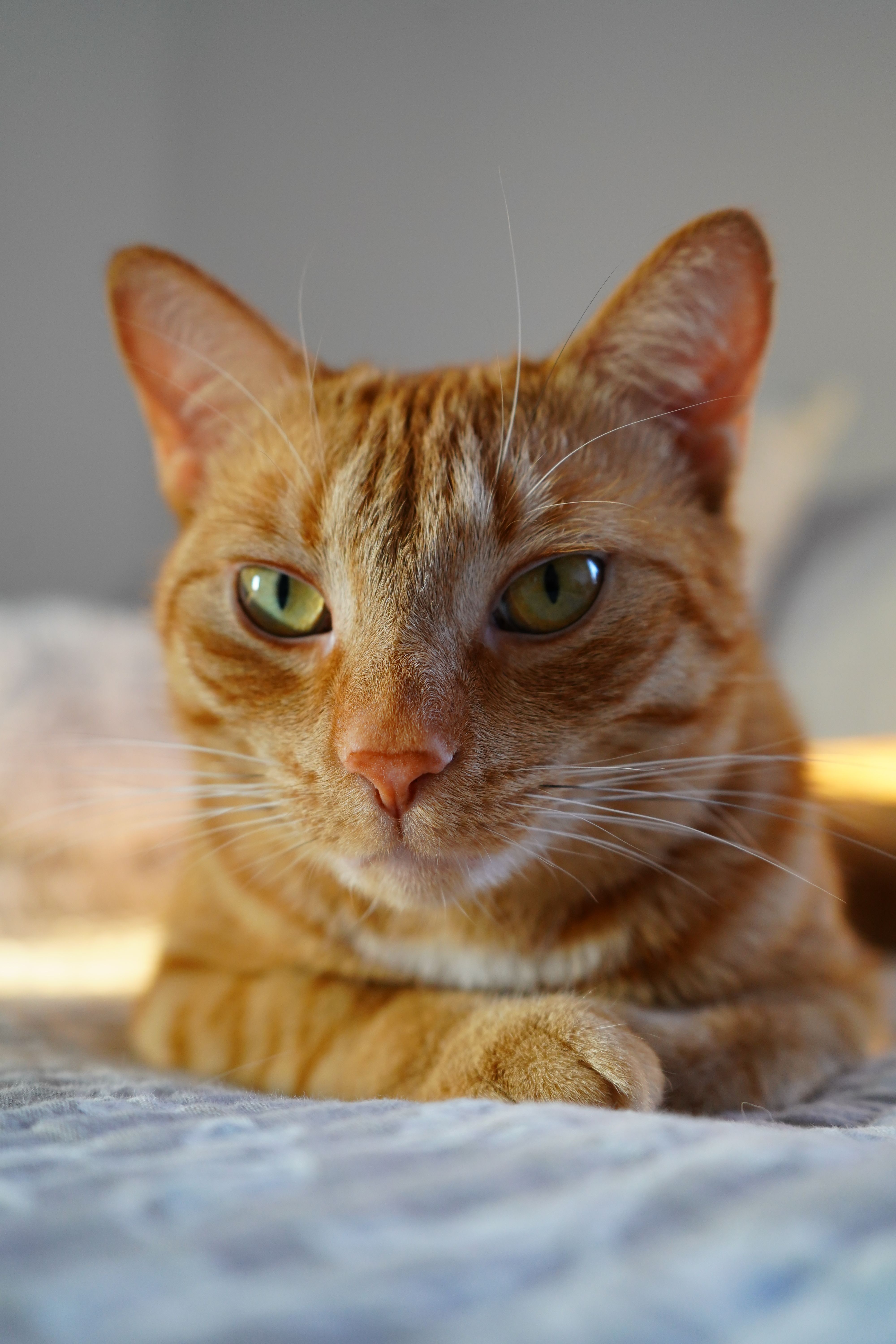 Close-up Portrait of a Relaxed Orange Tabby Cat · Free Stock Photo