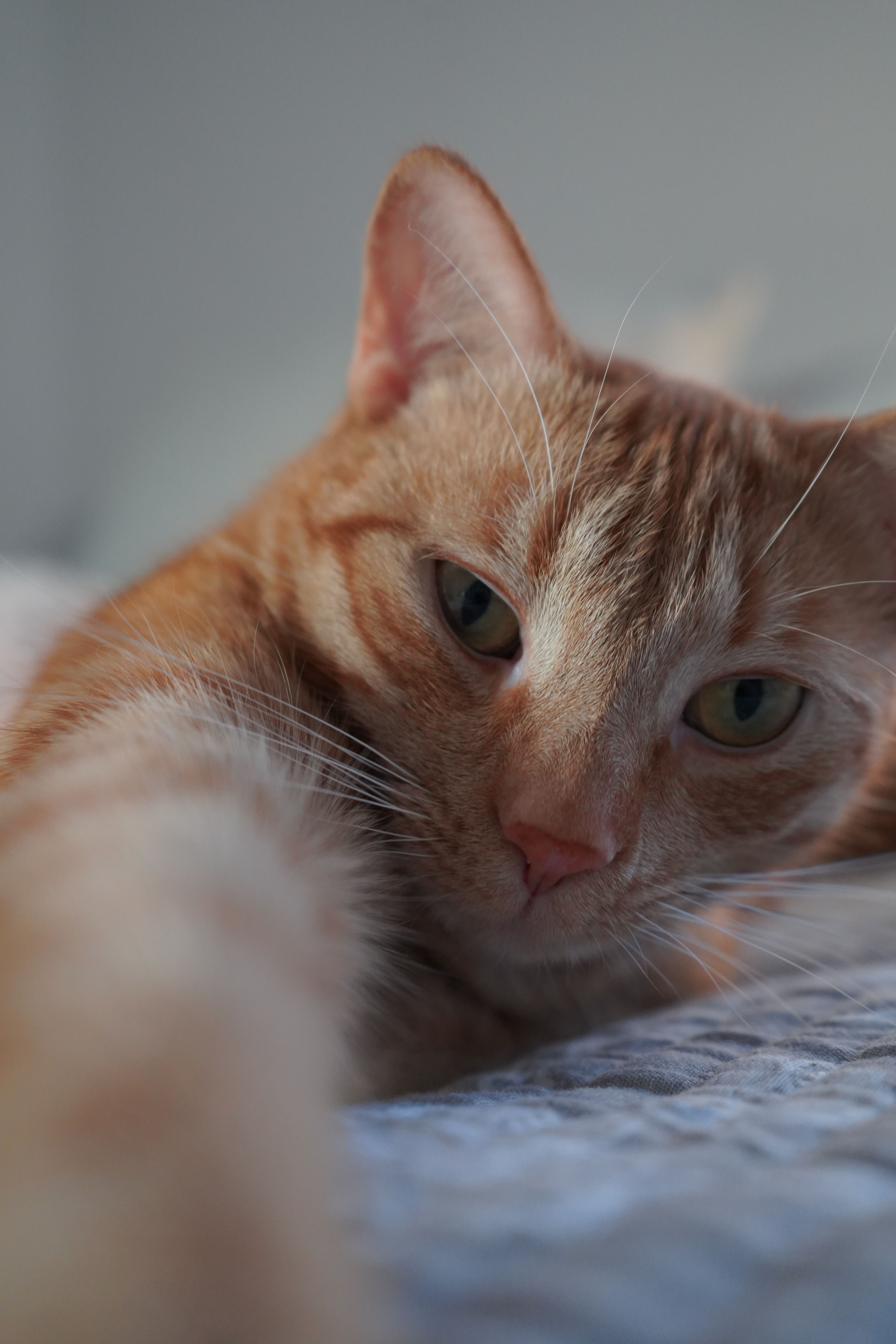 A close-up portrait of a relaxed orange tabby cat lying down indoors.