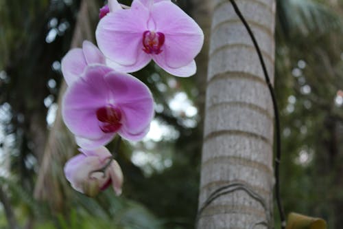 Kostenloses Stock Foto zu lila orchideen, orchidee