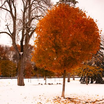 Vivid orange autumn tree stands out against snowy landscape at Niagara Falls, Canada.