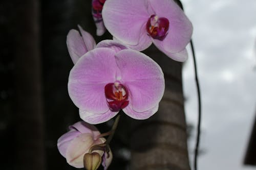 Kostenloses Stock Foto zu orchidee, rosa orchidee