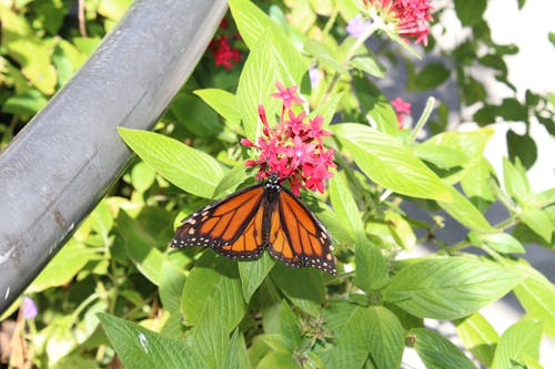 Kostenloses Stock Foto zu orange schmetterling, schmetterling