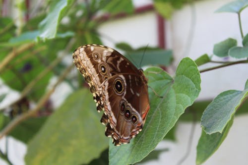 Kostenloses Stock Foto zu braune schmetterling, schmetterling