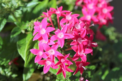 Kostenloses Stock Foto zu pinke blume, pinke blumen