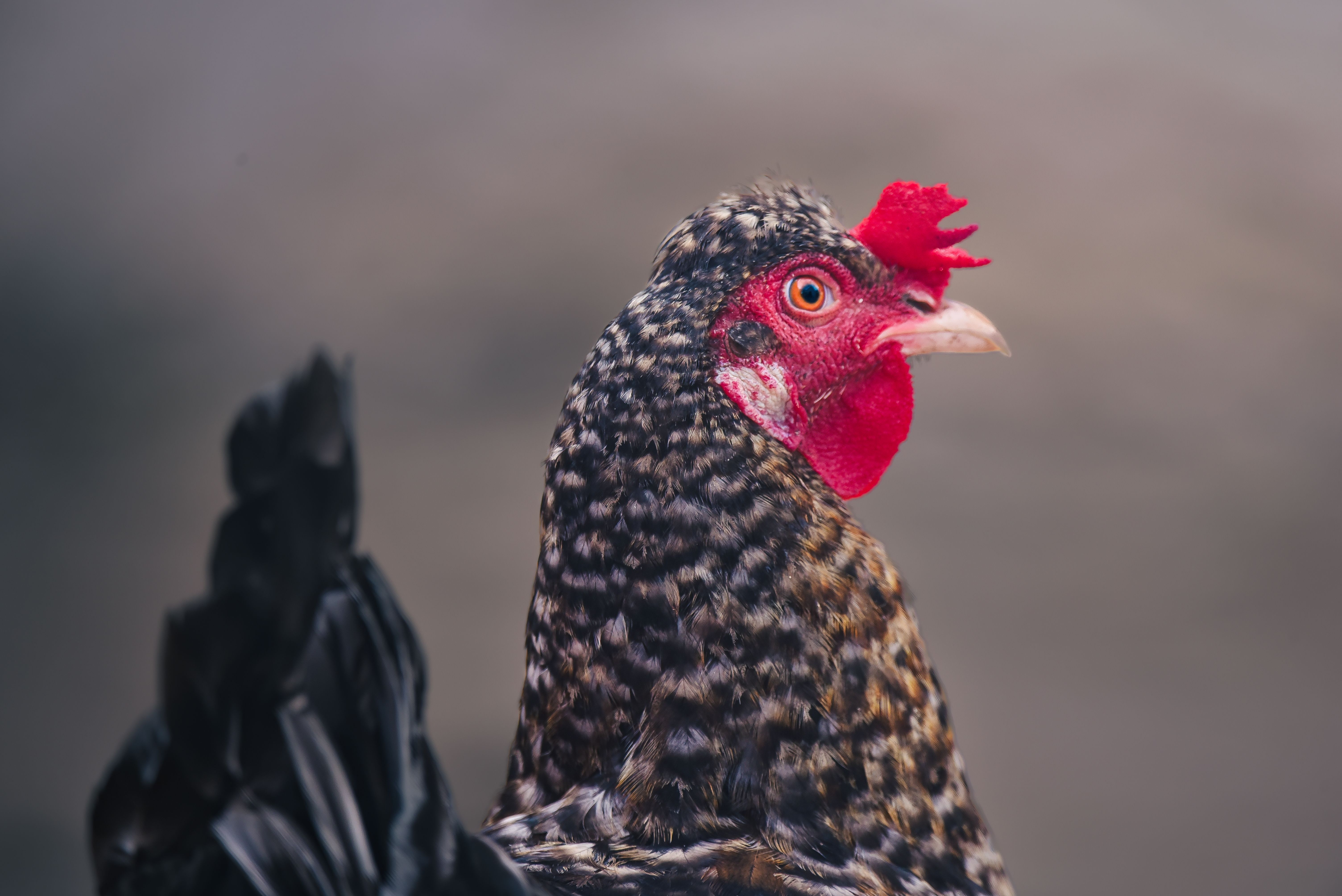 Coccidiose poule : Traitement et prévention
