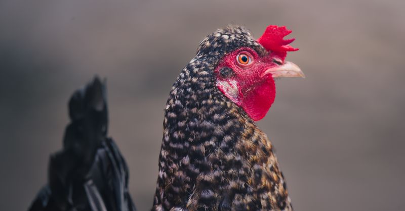 Coccidiose poule : Traitement et prévention