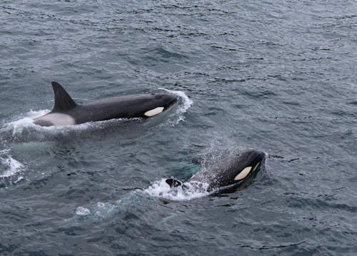 水体上的两只黑白海豚
