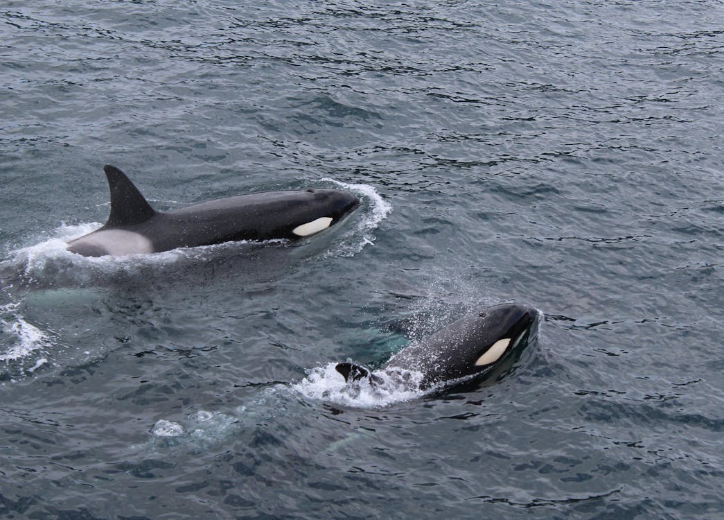 Free Two Black and White Dolphins on Body of Water Stock Photo