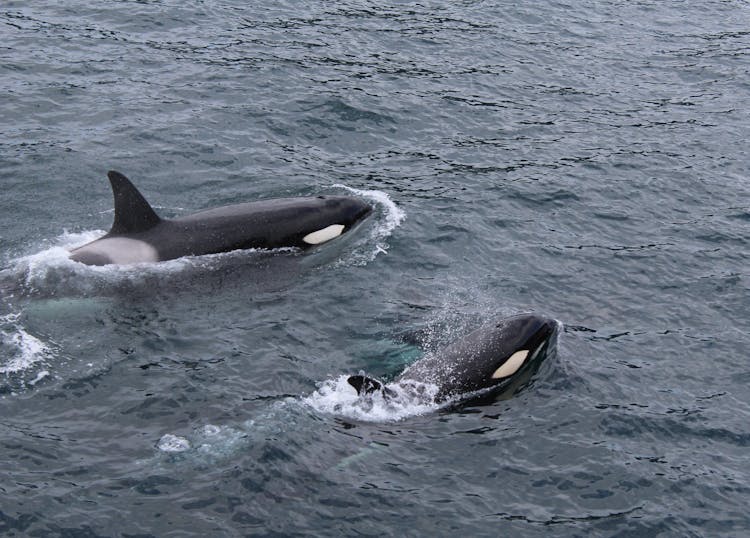 Two Black And White Dolphins On Body Of Water