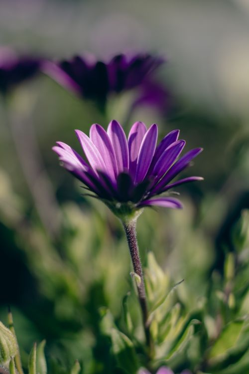 Free Close-up of a vibrant purple African Daisy (Osteospermum) in soft focus with a natural blurred background. Stock Photo