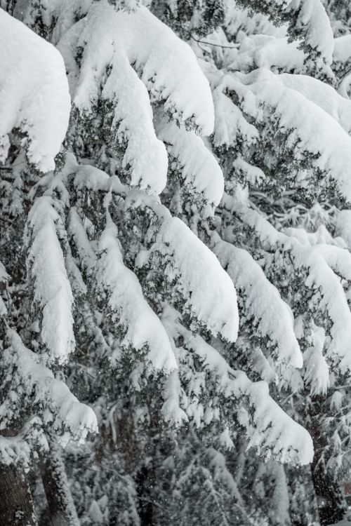 Free Serene capture of snow-laden evergreen trees showcasing winter's tranquility. Stock Photo