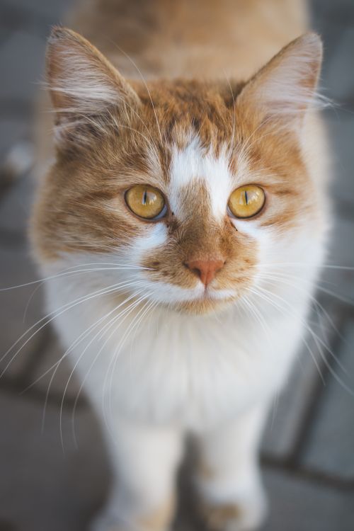 Free A detailed close-up of a ginger and white cat with golden eyes, looking directly at the camera. Stock Photo