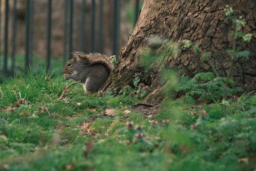 Gray squirrel sitting by a tree trunk in a green park, UK.