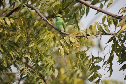 Free A vibrant green bee-eater bird sitting on a neem tree branch outdoors. Stock Photo