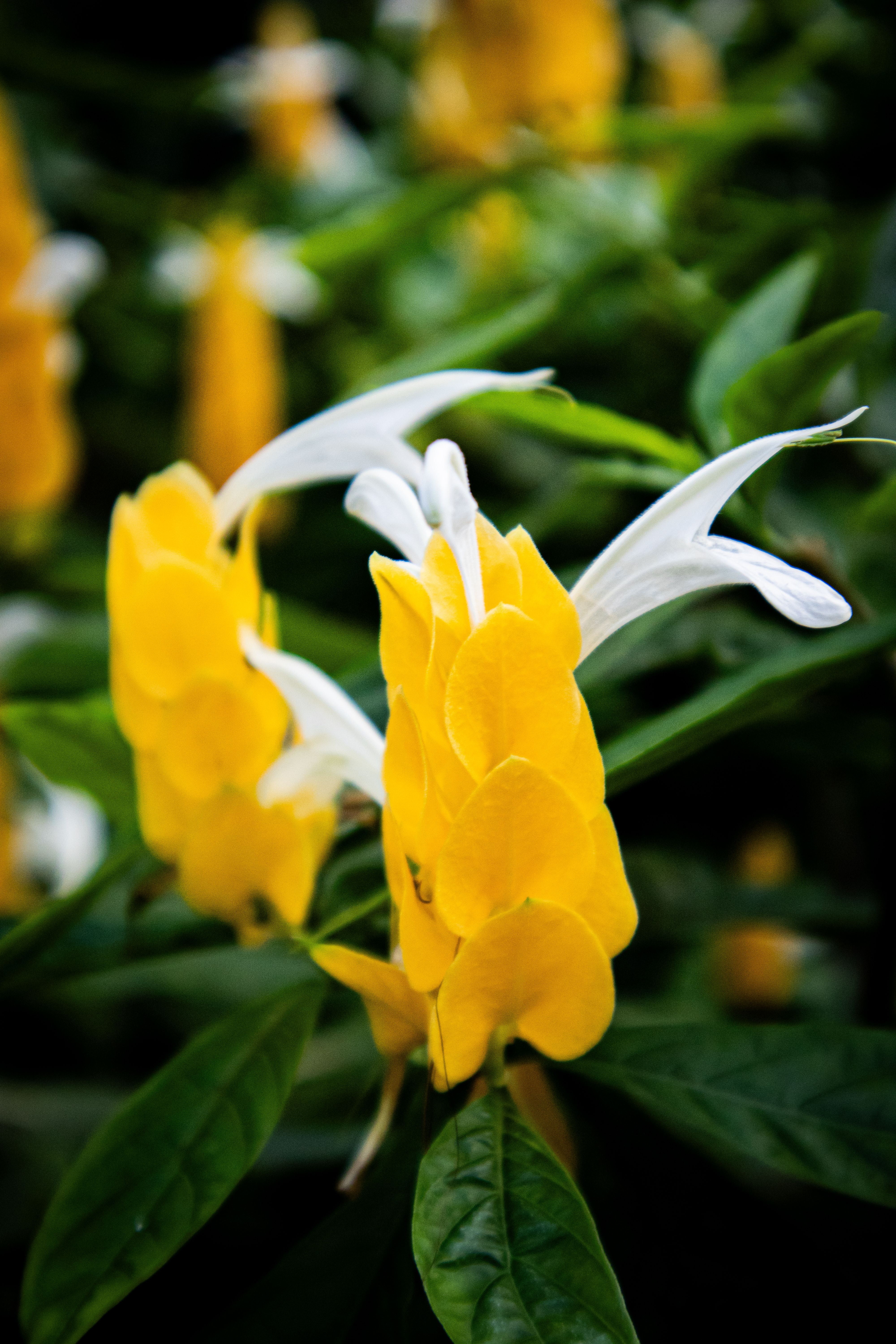 Camarão-Amarelo