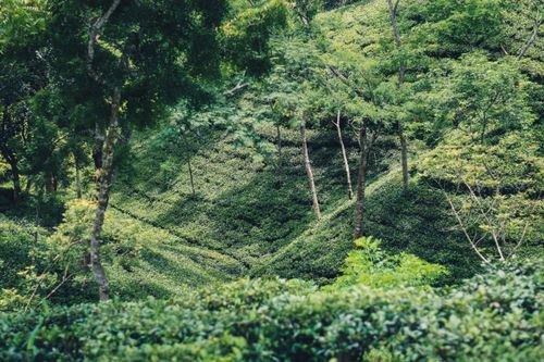 Free A scenic view of a lush green forest with densely packed trees and foliage. Stock Photo
