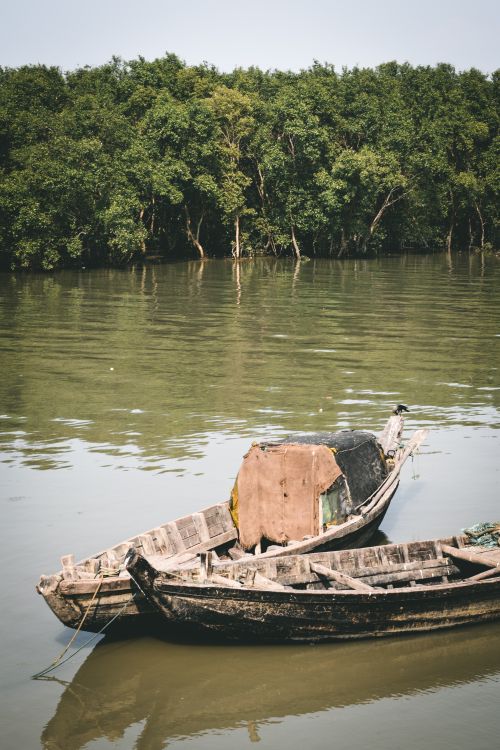 Free Rustic wooden boats float peacefully on a river lined with lush mangroves, creating a serene natural scene. Stock Photo