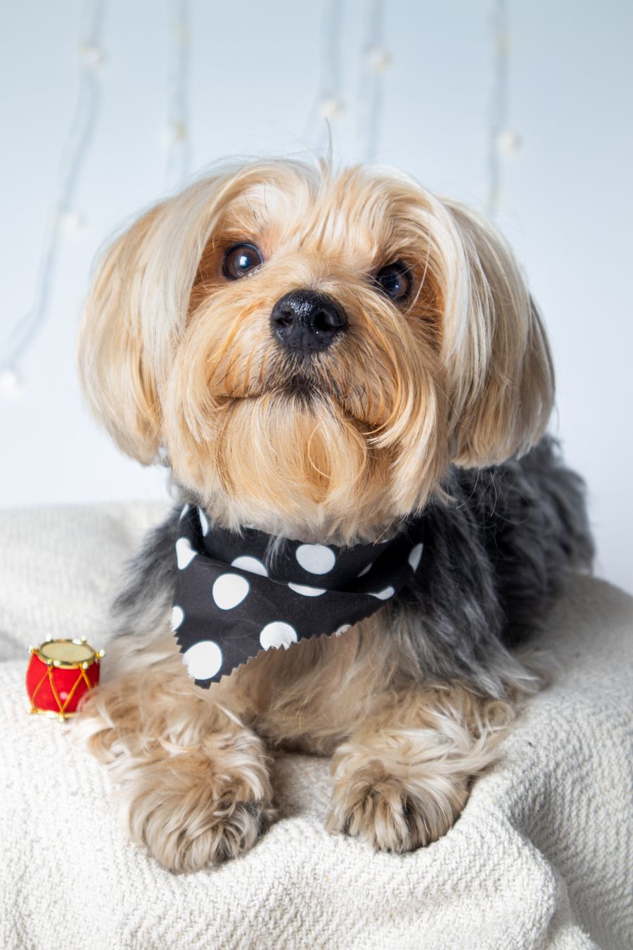 Top Notch Mobile Pet Spa project