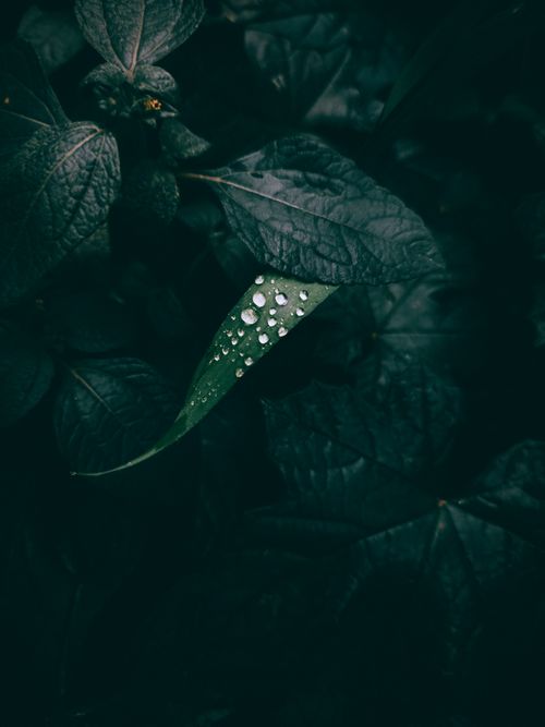 Free Serene dark foliage with raindrops on a vibrant leaf in KL, India capture tranquility. Stock Photo