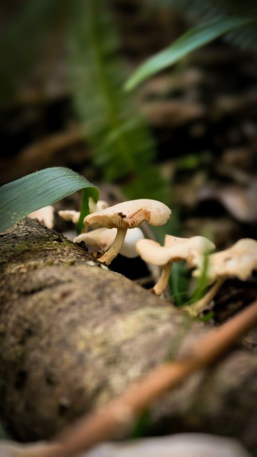 Free Close-up view of wild mushrooms growing on a forest pathway in Brazil. Stock Photo