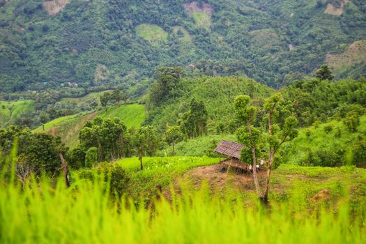 Scenic view of green hills and a rustic hut in Bangladesh, showcasing vibrant nature.