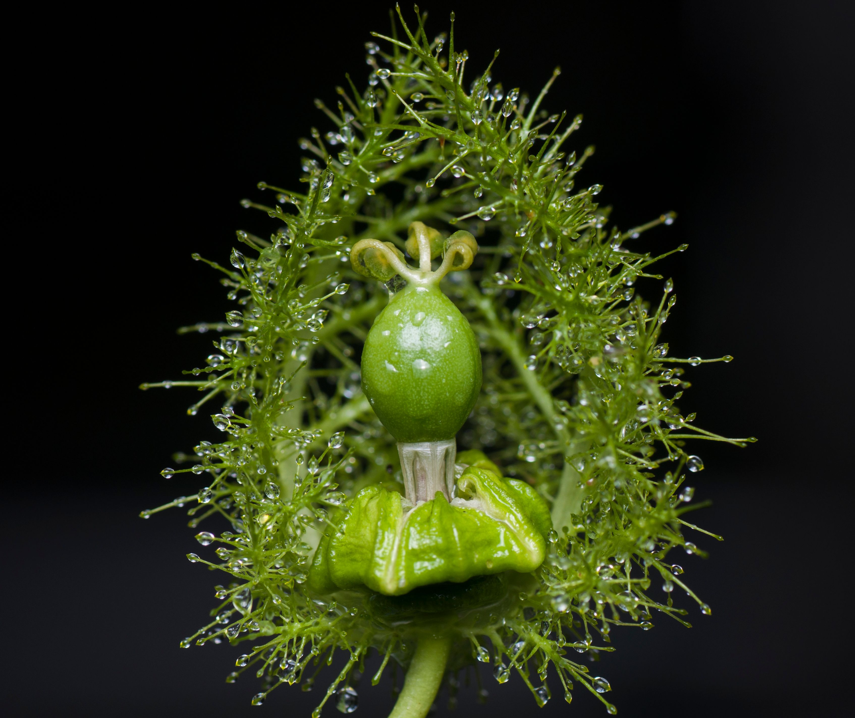 Dorstenia Foetida Variegata