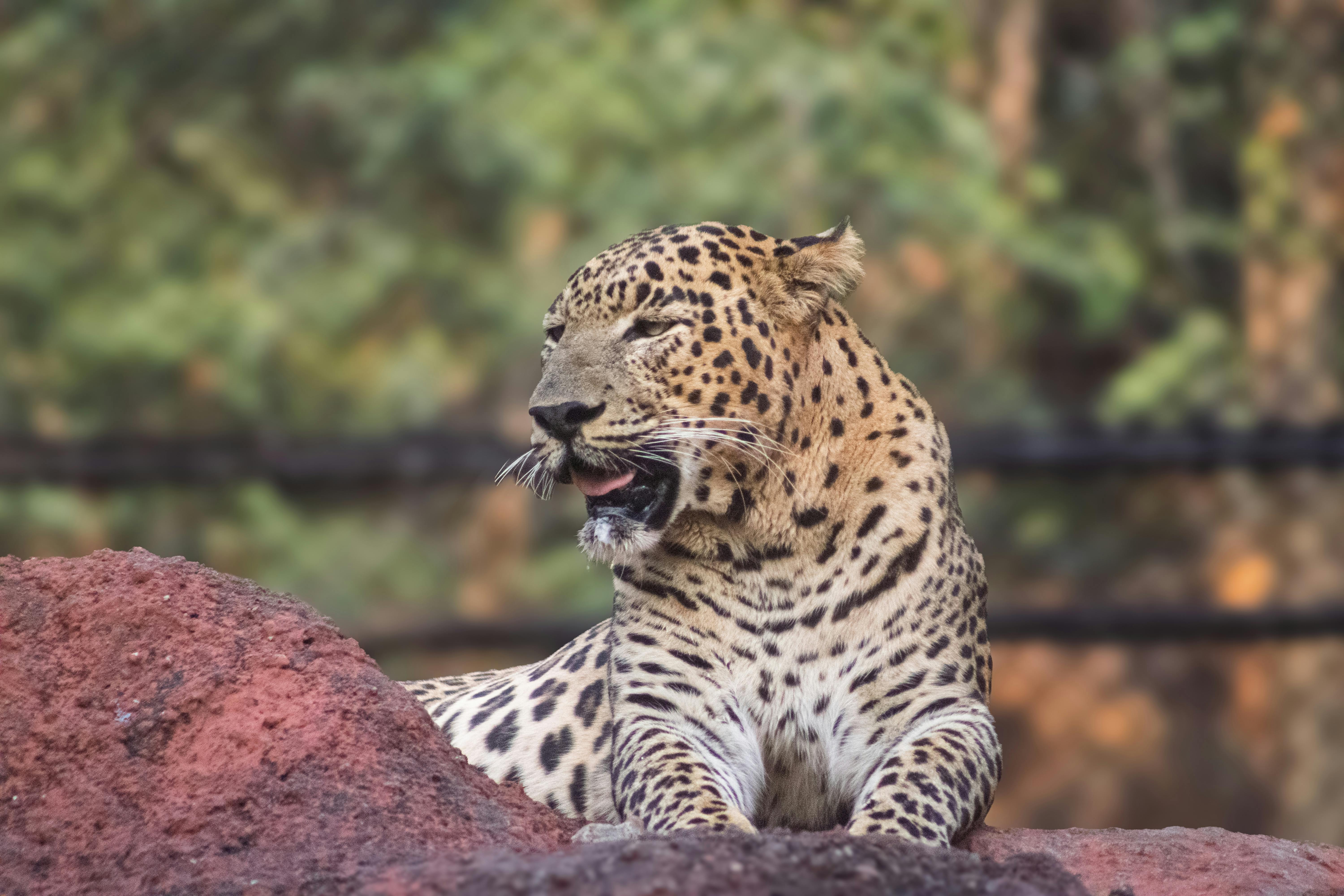 Leopards